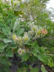 Ipomoea suaveolens