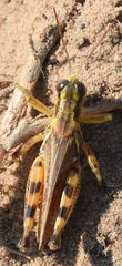 Melanoplus bispinosus