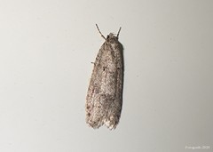 Semioscopis inornata