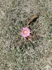Ferocactus macrodiscus macrodiscus