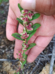 Euphorbia densiflora