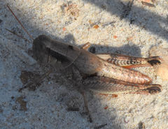 Melanoplus texensis