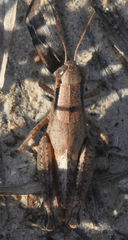 Melanoplus texensis