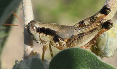 Melanoplus texensis