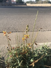 Hoffmannseggia glauca