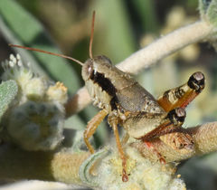 Melanoplus texensis
