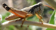 Melanoplus texensis