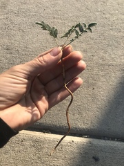 Hoffmannseggia glauca