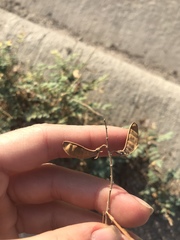 Hoffmannseggia glauca