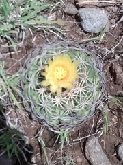 Coryphantha retusa