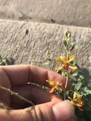 Hoffmannseggia glauca