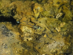 Ischnura evansi