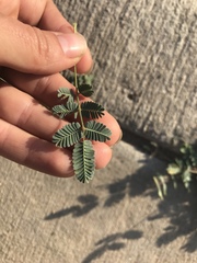 Hoffmannseggia glauca