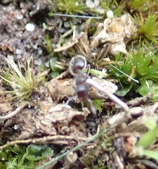 Meranoplus peringueyi