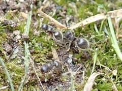 Meranoplus peringueyi