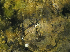Ischnura evansi