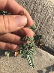 Hoffmannseggia glauca