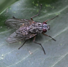 Phaonia fuscata