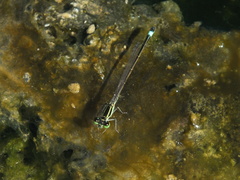 Ischnura evansi
