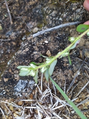Euphorbia densiflora
