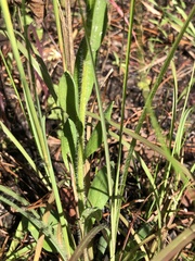 Carphephorus tomentosus