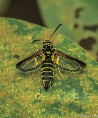 Sesiidae