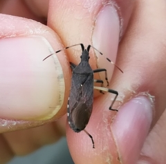 Dicranocephalus albipes