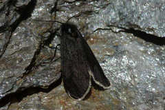 Typhonia ciliaris