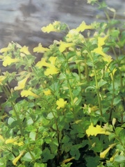 Erythranthe michiganensis