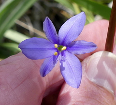 Aristea ensifolia
