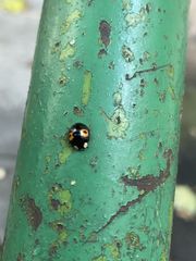 Harmonia axyridis