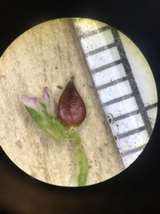 Polygonum ramosissimum