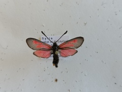 Zygaena brizae