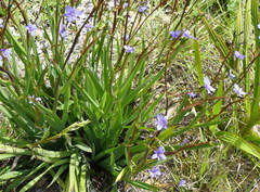 Aristea ensifolia