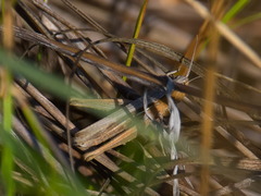 Chorthippus karelini