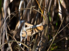 Chorthippus karelini