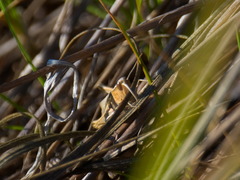 Chorthippus karelini