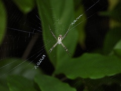 Argiope dang