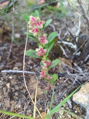 Euphorbia densiflora