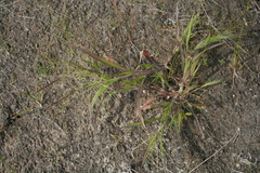 Panicum philadelphicum