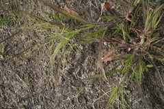 Panicum philadelphicum