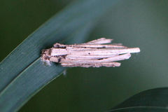 Psyche crassiorella