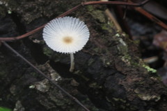 Leucocoprinus fragilissimus image