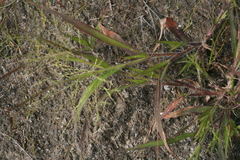 Panicum philadelphicum