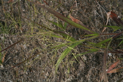 Panicum philadelphicum