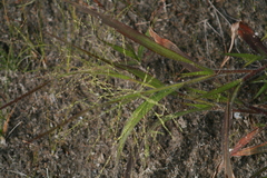 Panicum philadelphicum