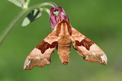 Lime Hawkmoth