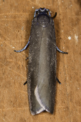 Urodus parvula