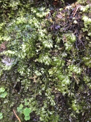 Hymenophyllum lineare image