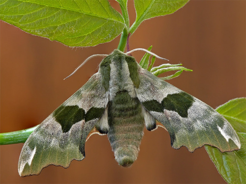 Lime Hawkmoth
